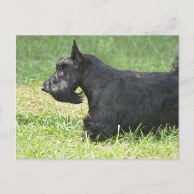 Cute Scottish Terrier Vykort (Framsida)