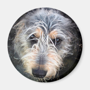 Cute scruffy hund huvud magnet