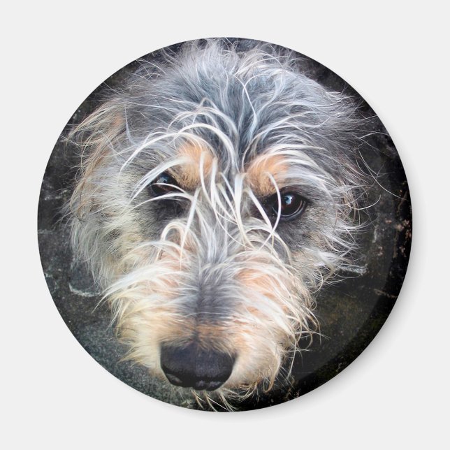 Cute scruffy hund huvud magnet (Framsidan)