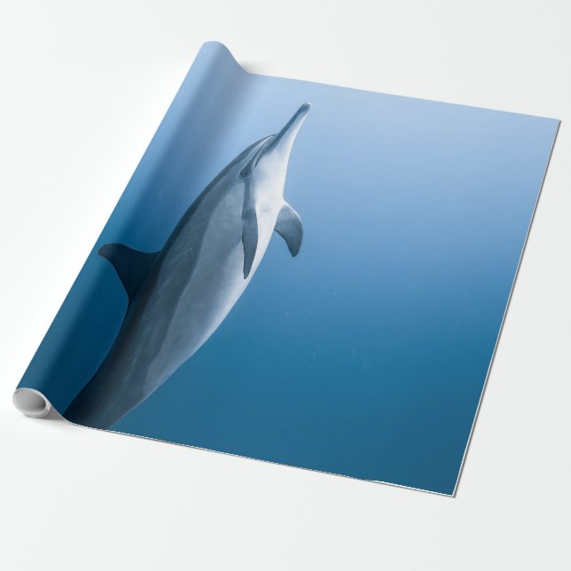 Cute Sea Dolphin Presentpapper (Utrullad)