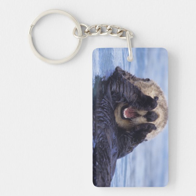 Cute Sea Otter | Alaska, Förenta staterna (Framsidan)