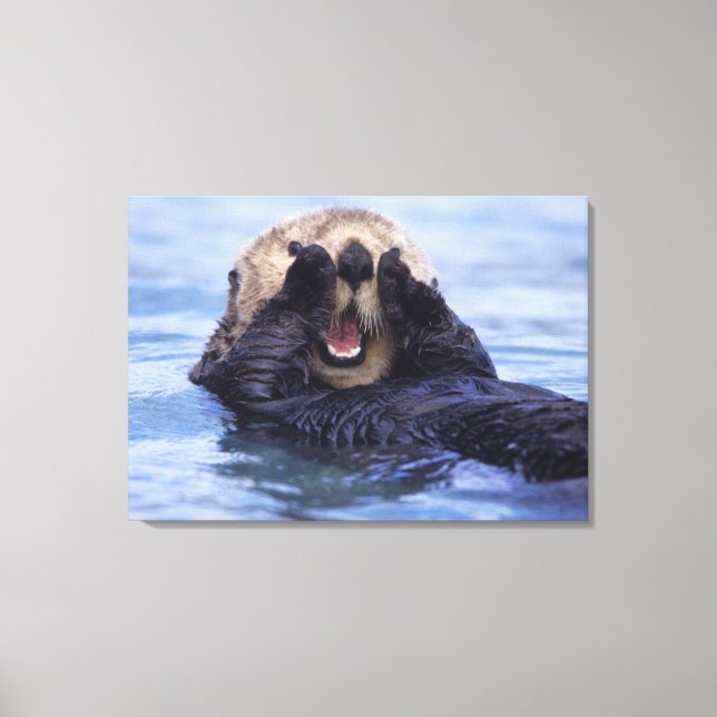 Cute Sea Otter | Alaska, Förenta staterna Canvastryck (Framsida)