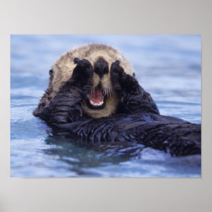 Cute Sea Otter Alaska, Förenta staterna Poster