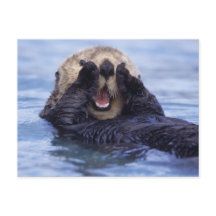 Cute Sea Otter | Alaska, Förenta staterna