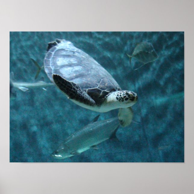 Cute Sea Turtle och Fish Swimming Poster (Framsidan)