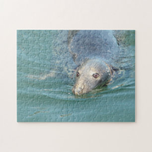 Cute Seal in Cape Cod Pussel