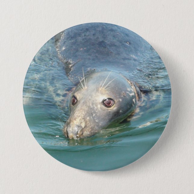 Cute Seal Photo in Cape Chatham Pier Button Knapp (Framsida)