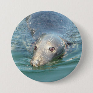 Cute Seal Photo in Cape Chatham Pier Button Knapp
