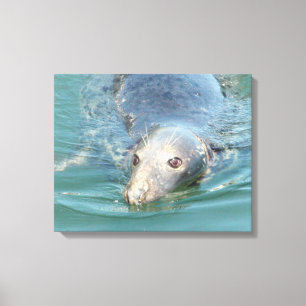 Cute Seal Swimming i Cape Cod Canvas Art