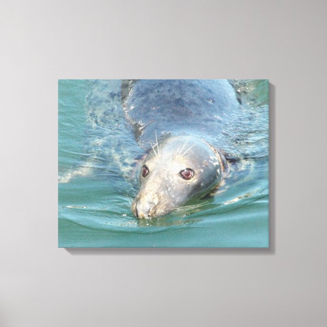 Cute Seal Swimming i Cape Cod Canvas Art (Framsida)