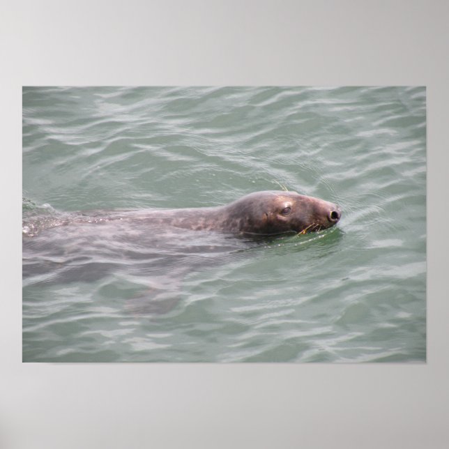 Cute Seal Swimming på fiskmarknaden Poster (Framsidan)
