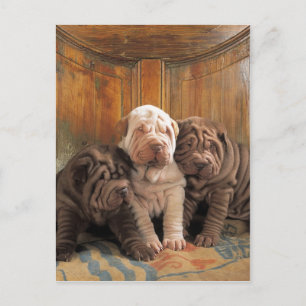 Cute Shar pei-drömmare Vykort