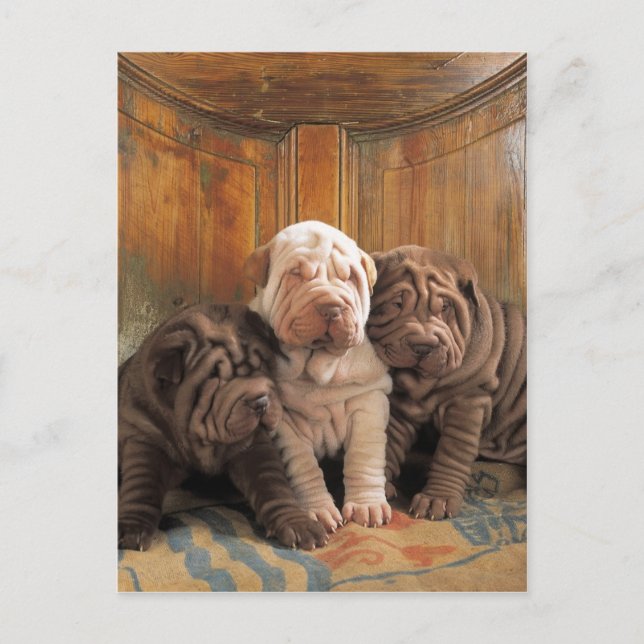 Cute Shar pei-drömmare Vykort (Framsida)