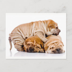 Cute Shar Pei Puppies Vykort
