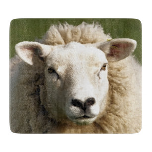 CUTE SHEEP