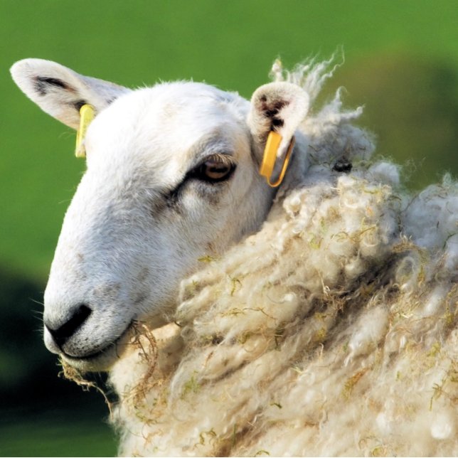 CUTE SHEEP CANVASTRYCK (A photographic design of a cute sheep.)