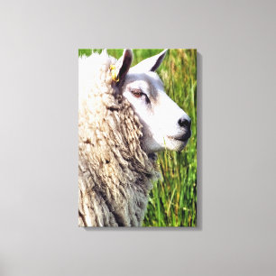 CUTE SHEEP CANVASTRYCK