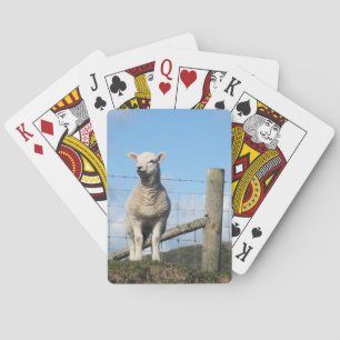 CUTE SHEEP CASINOKORT