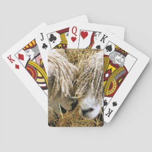 CUTE SHEEP CASINOKORT