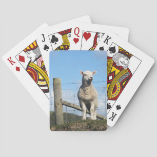 CUTE SHEEP CASINOKORT