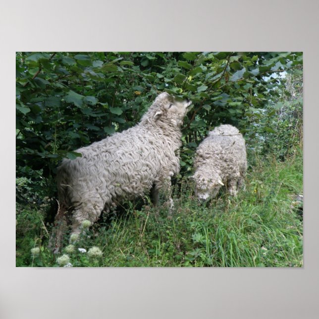 Cute Sheep EPoster Löv Poster (Framsidan)