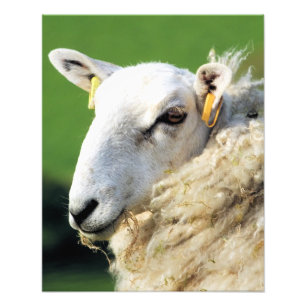 CUTE SHEEP FOTOTRYCK