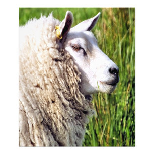 CUTE SHEEP FOTOTRYCK