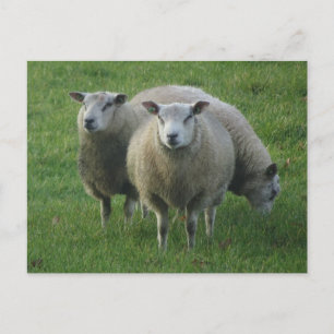 Cute Sheep in the Grass DIY Postcard Vykort