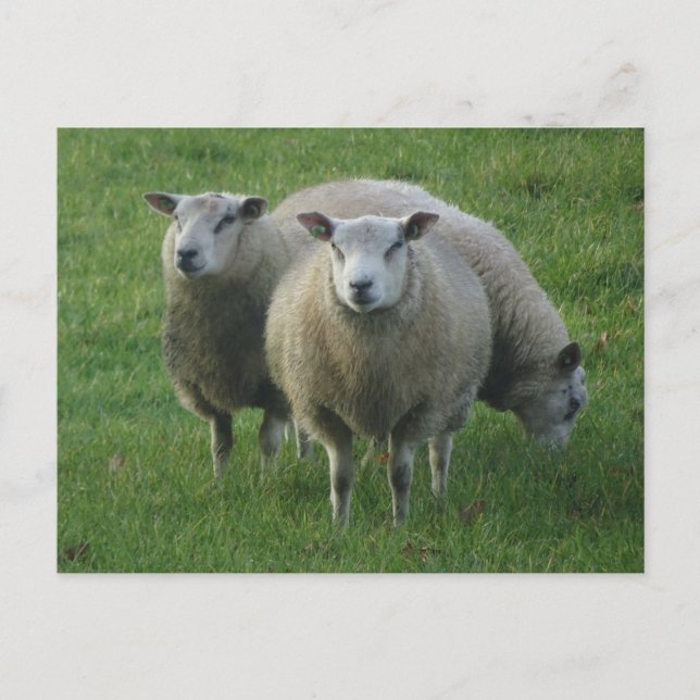 Cute Sheep in the Grass DIY Postcard Vykort (Framsida)