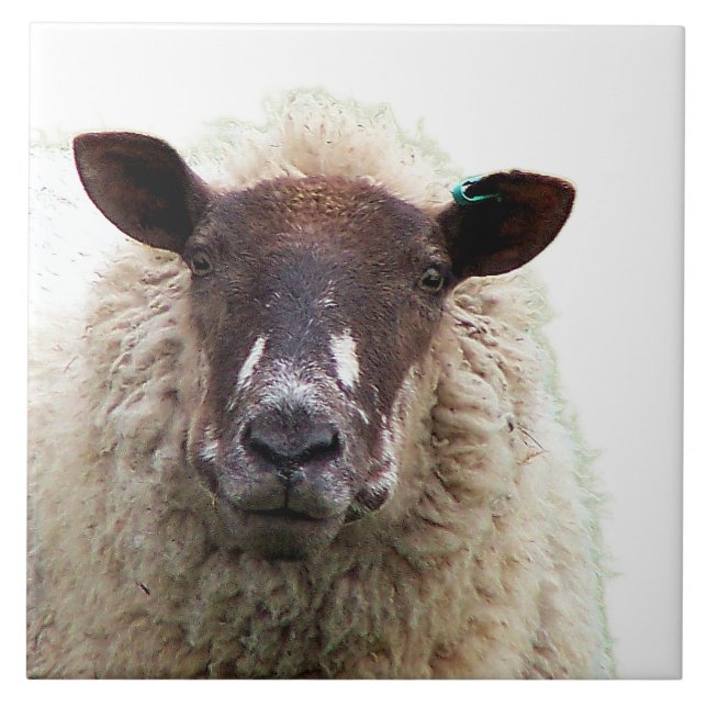 CUTE SHEEP KAKELPLATTA (Framsidan)