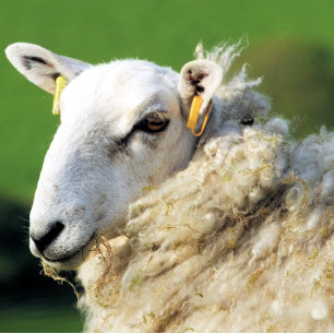 CUTE SHEEP KAKELPLATTA