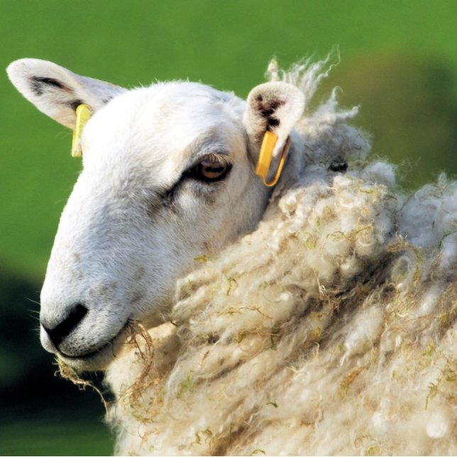 CUTE SHEEP KAKELPLATTA (Skapare uppladdad)