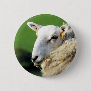 CUTE SHEEP KNAPP