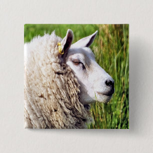 CUTE SHEEP KNAPP