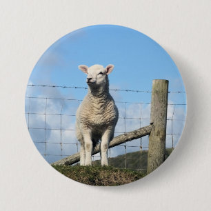 CUTE SHEEP KNAPP