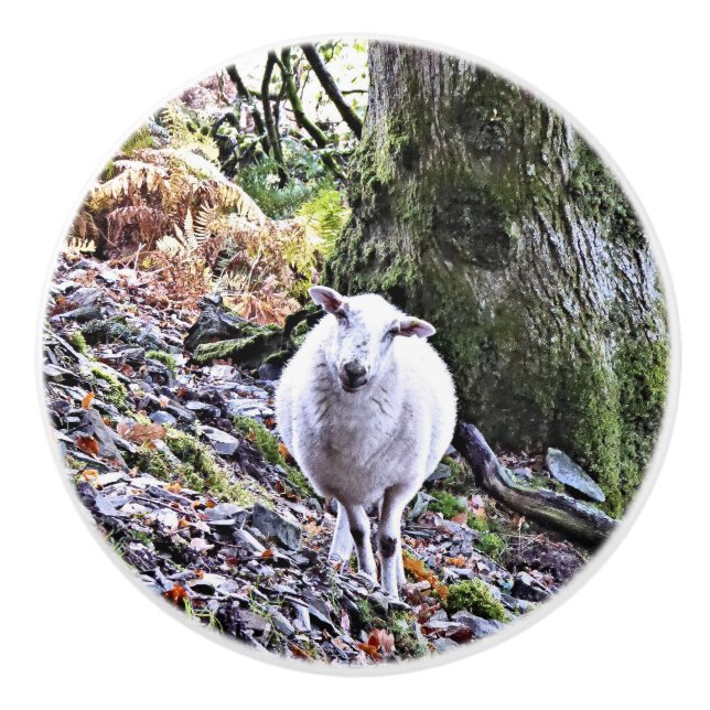 CUTE SHEEP KNOPP (Framsidan)