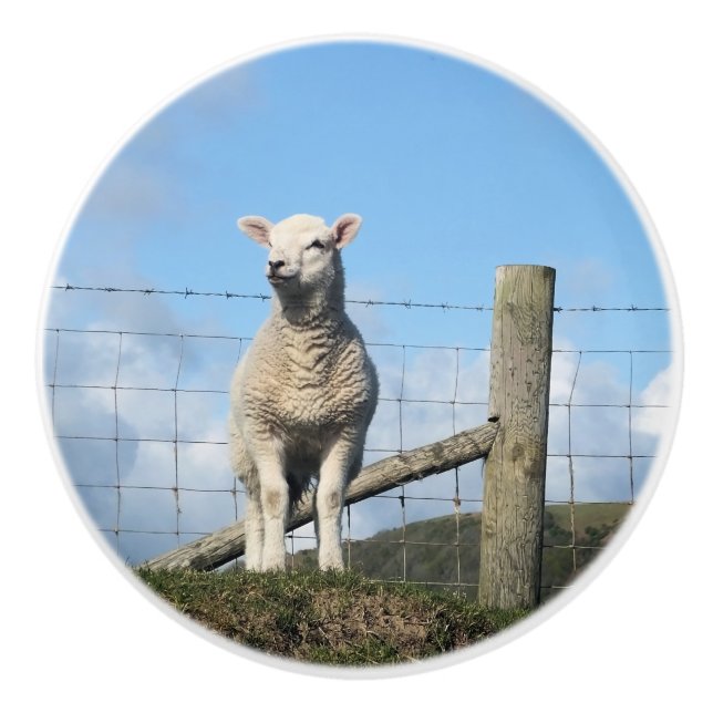 CUTE SHEEP KNOPP (Framsidan)