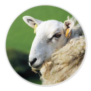 CUTE SHEEP KNOPP