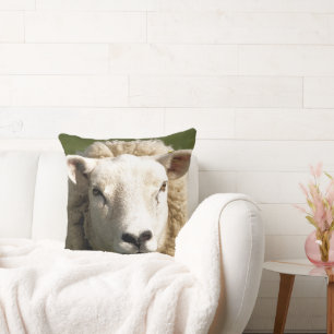 CUTE SHEEP KUDDE