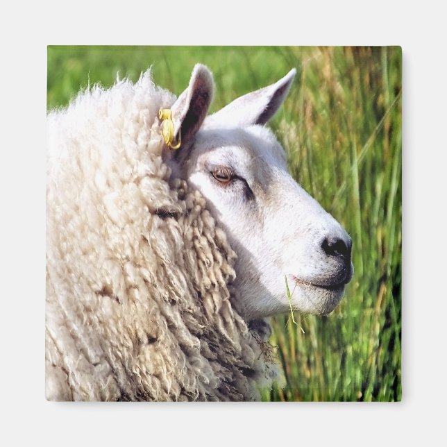CUTE SHEEP MAGNET (Framsidan)