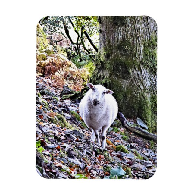 CUTE SHEEP MAGNET (Vertikal)
