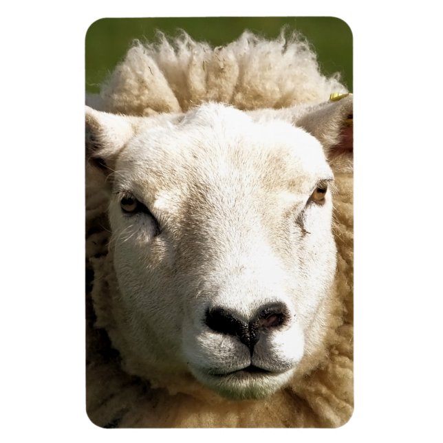 CUTE SHEEP MAGNET (Vertikal)