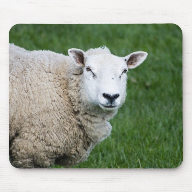 Cute Sheep Musmatta (Framsidan)