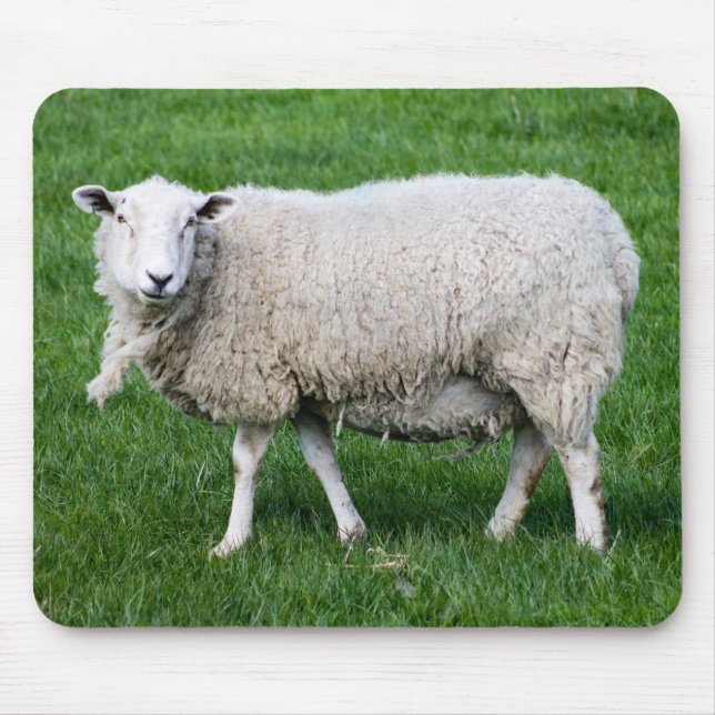 Cute Sheep Musmatta (Framsidan)