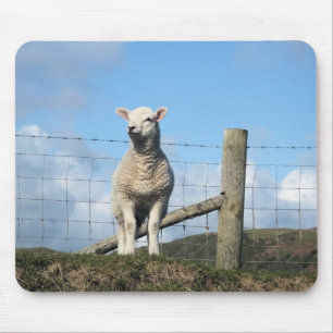 CUTE SHEEP MUSMATTA