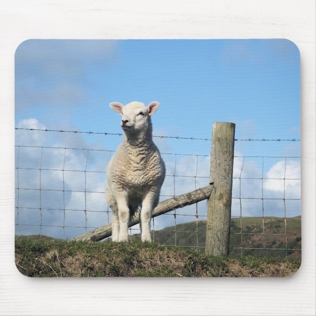 CUTE SHEEP MUSMATTA (Framsidan)