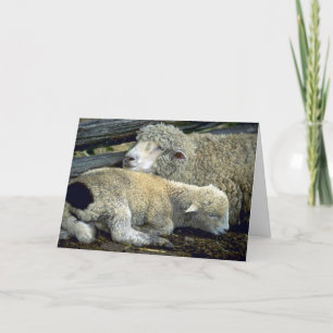 Cute Sheep-paret ett kall på morgonen Helgkort