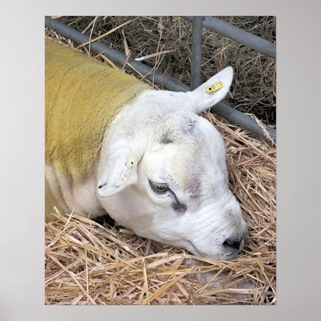 CUTE SHEEP POSTER (Framsidan)