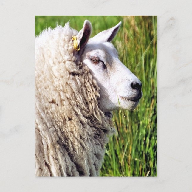 CUTE SHEEP VYKORT (Framsida)