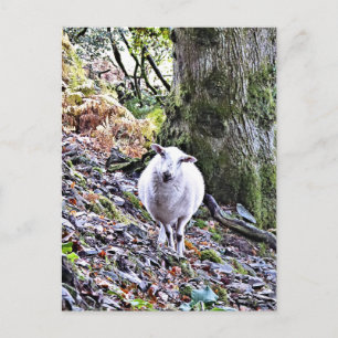 CUTE SHEEP VYKORT